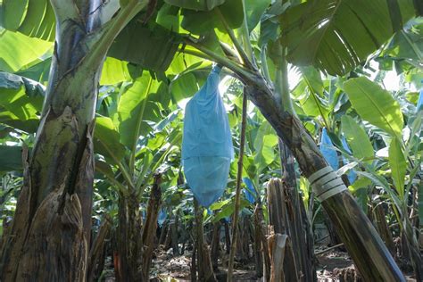 list of banana plantation in davao city|About Us .